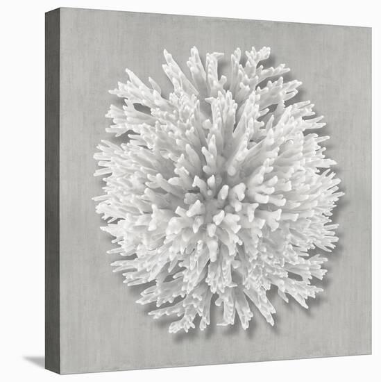 Coral on Gray I-Caroline Kelly-Stretched Canvas