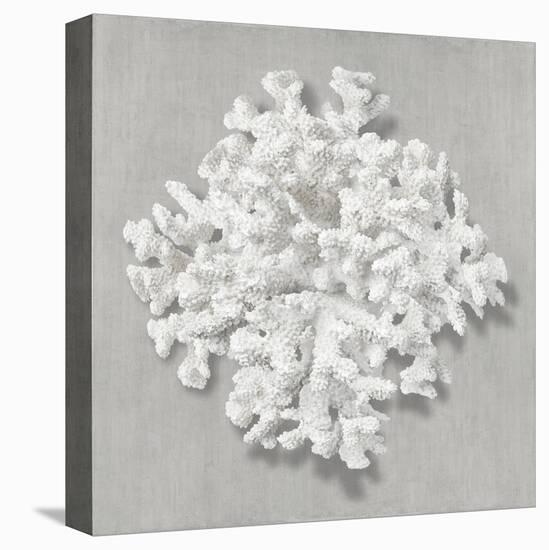 Coral on Gray II-Caroline Kelly-Stretched Canvas