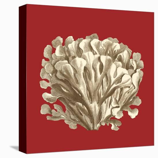 Coral on Red III-Vision Studio-Stretched Canvas