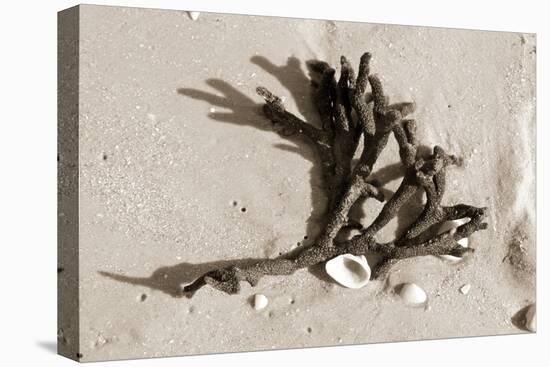 Coral on Sand-Jairo Rodriguez-Premier Image Canvas