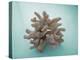 Coral on Teal-Jairo Rodriguez-Premier Image Canvas