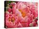 Coral Peonies II-Rachel Perry-Premier Image Canvas