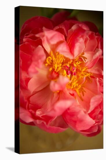 Coral Peony-Karyn Millet-Stretched Canvas