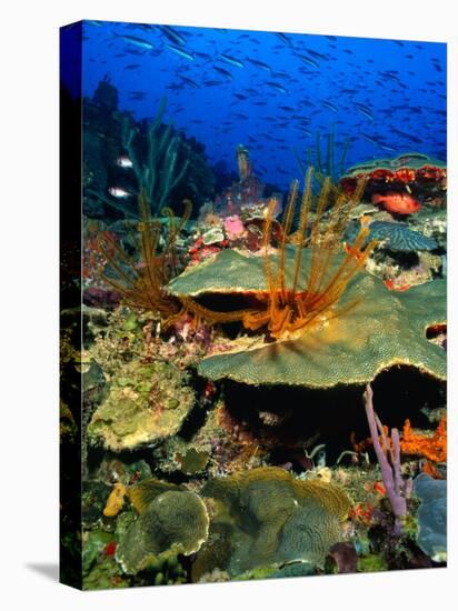 Coral Plates, La Sorciere, Soufriere Bay, Soufriere, Dominica-Michael Lawrence-Premier Image Canvas