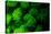 Coral Polyps Fluorescing Green-Louise Murray-Premier Image Canvas