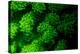 Coral Polyps Fluorescing Green-Louise Murray-Premier Image Canvas