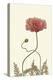 Coral Poppy Display IV-Sandra Iafrate-Stretched Canvas