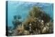 Coral Reef, Ambergris Caye, Belize-Pete Oxford-Premier Image Canvas