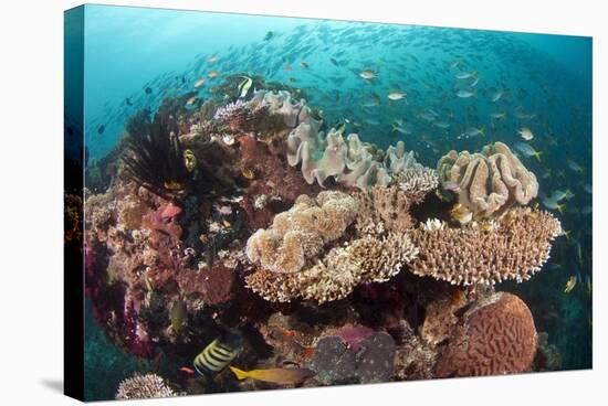 Coral Reef Community-Matthew Oldfield-Premier Image Canvas