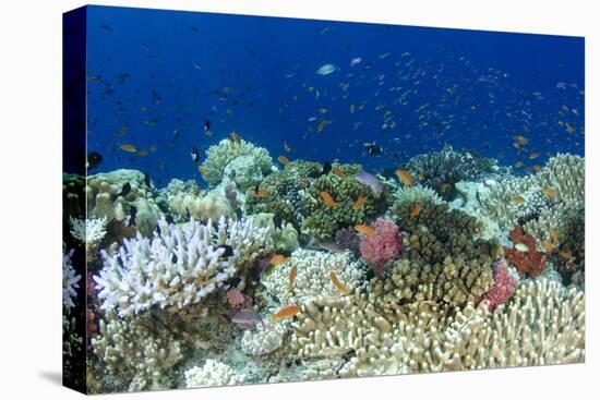 Coral Reef Diversity, Fiji-Pete Oxford-Premier Image Canvas