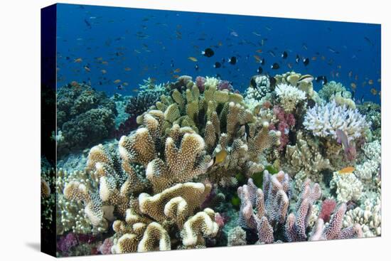 Coral Reef Diversity, Fiji-Pete Oxford-Premier Image Canvas