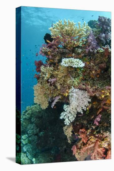 Coral Reef Diversity, Fiji-Pete Oxford-Premier Image Canvas