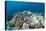 Coral Reef Diversity, Fiji-Pete Oxford-Premier Image Canvas