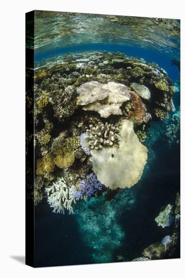 Coral Reef Diversity, Fiji-Pete Oxford-Premier Image Canvas