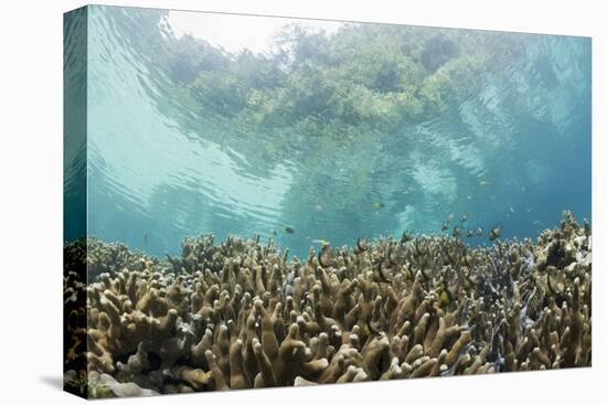 Coral Reef in Risong Bay, Micronesia, Palau-Reinhard Dirscherl-Premier Image Canvas