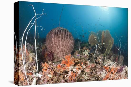 Coral Reef, Raja Ampat, West Papua, Indonesia-Reinhard Dirscherl-Premier Image Canvas