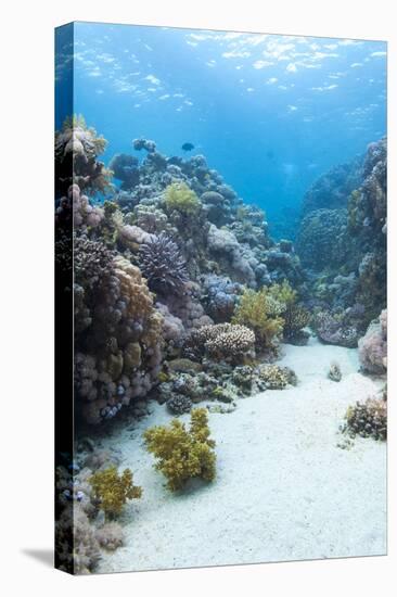 Coral Reef Scene Close to the Ocean Surface, Ras Mohammed Nat'l Pk, Off Sharm El Sheikh, Egypt-Mark Doherty-Premier Image Canvas