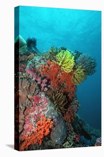 Coral Reef Underwater Scene of Coral Reef-null-Premier Image Canvas