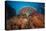 Coral Reef with Coloured Soft Corals, the Red Sea, Dahab, Egypt-Reinhard Dirscherl-Premier Image Canvas