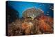 Coral Reef with Coloured Soft Corals, the Red Sea, Dahab, Egypt-Reinhard Dirscherl-Premier Image Canvas