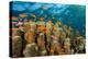 Coral Reef with Harem-Flag Perches, Pseudanthias Squamipinnis, the Red Sea, Ras Mohammed, Egypt-Reinhard Dirscherl-Premier Image Canvas