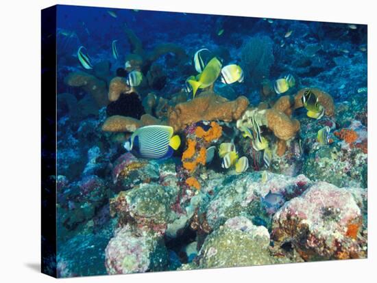 Coral Reefs, Papua, Indonesia-Michele Westmorland-Premier Image Canvas