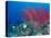 Coral Reefs, Papua, Indonesia-Michele Westmorland-Premier Image Canvas