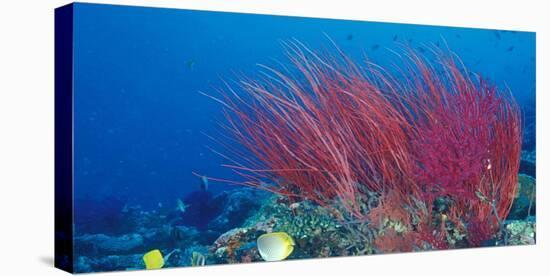 Coral Reefs, Papua, Indonesia-Michele Westmorland-Premier Image Canvas