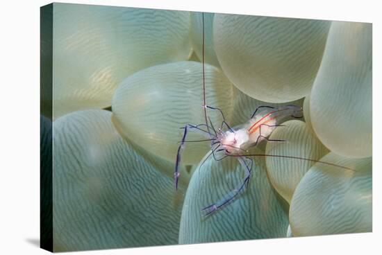 Coral Shrimp-Georgette Douwma-Premier Image Canvas