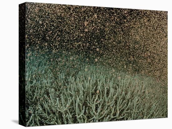 Coral Spawning-null-Premier Image Canvas