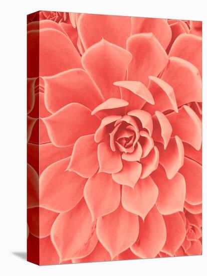 Coral Succulent-Urban Epiphany-Premier Image Canvas