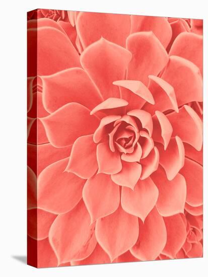 Coral Succulent-Urban Epiphany-Premier Image Canvas