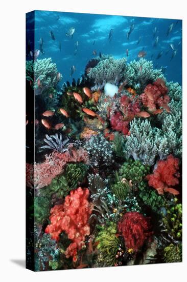Coral Wall Komodo Marine Park Is World Famous-null-Premier Image Canvas