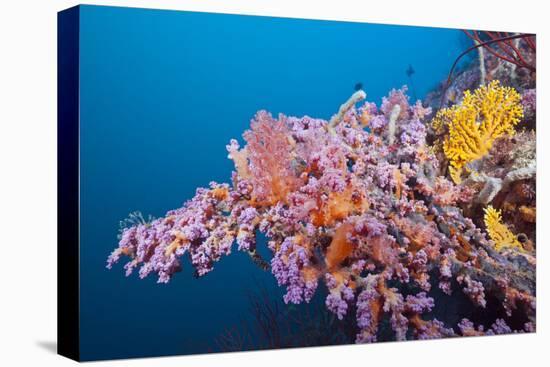 Corals in the Bug of the Japanese Wreck 2, Marovo Lagoon, the Solomon Islands-Reinhard Dirscherl-Premier Image Canvas