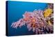 Corals in the Bug of the Japanese Wreck 2, Marovo Lagoon, the Solomon Islands-Reinhard Dirscherl-Premier Image Canvas