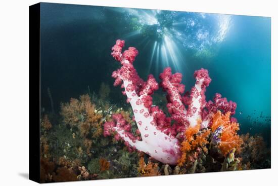 Corals in the Level Mangrove Range, Raja Ampat, West Papua, Indonesia-Reinhard Dirscherl-Premier Image Canvas