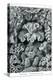 Corals-Ernst Haeckel-Stretched Canvas