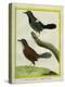 Coraya Wren and Black-Throated Antbird-Georges-Louis Buffon-Premier Image Canvas