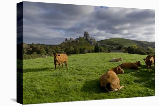 Corfe cows-Charles Bowman-Premier Image Canvas