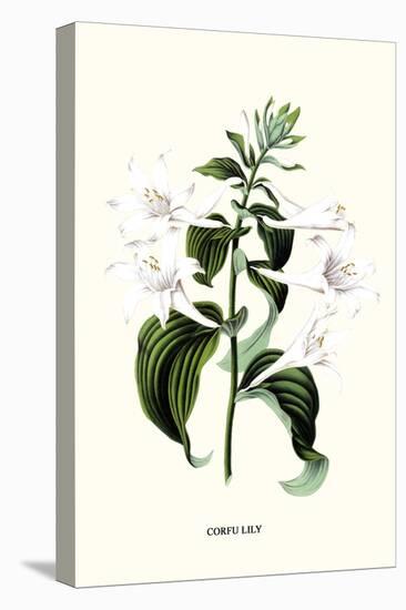 Corfu Lily-Louis Van Houtte-Stretched Canvas