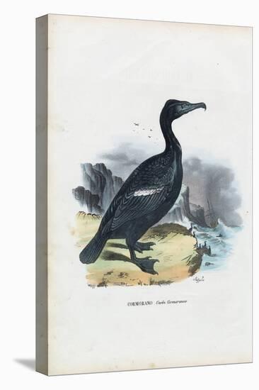 Cormorant, 1863-79-Raimundo Petraroja-Premier Image Canvas