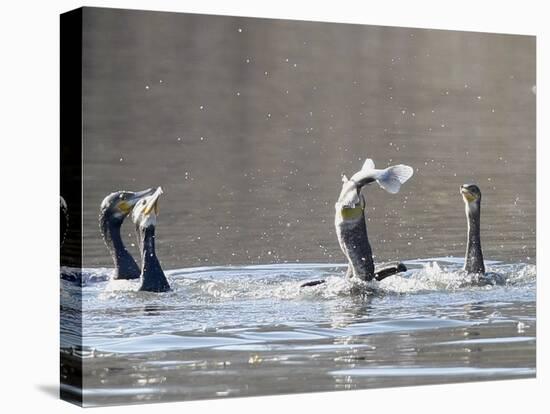 Cormorant, Phalacrocorax Carbo, is Watched by Others as it Tries to Gulp Down a Fish it Had Caught-null-Premier Image Canvas