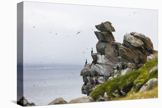 Cormorants and seagulls on rock pile, Kolyuchin Island, Bering Sea, Russian Far East-Keren Su-Premier Image Canvas