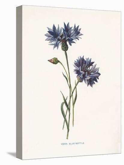 Corn Blue-Bottle-Gwendolyn Babbitt-Stretched Canvas