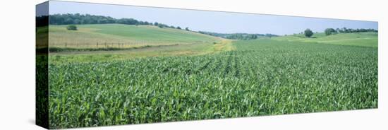 Corn Crop in a Field, Iowa County, Iowa, USA-null-Premier Image Canvas