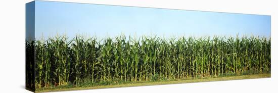 Corn crop in a field, Wisconsin, USA-null-Premier Image Canvas