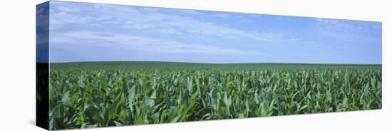 Corn Crop on a Landscape, Kearney County, Nebraska, USA-null-Premier Image Canvas