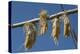 Corn Drying in the Sun at Fort Berthold, North Dakora-Angel Wynn-Premier Image Canvas