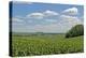 Corn Field, Nebraska, USA-Michael Scheufler-Premier Image Canvas