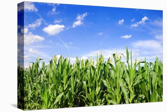 Corn Field-Liang Zhang-Premier Image Canvas